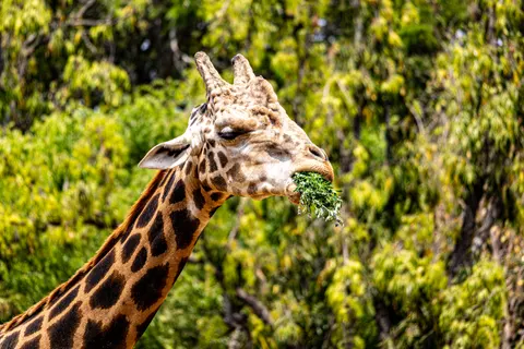 Sfondo Giraffa 4K · animals · 3840×2560