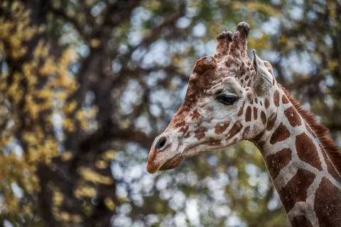 Giraffe 4K Hintergrundbild · animals · 3840×2555