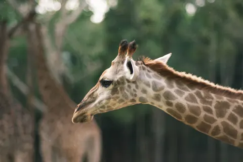 Giraffe 4K Wallpaper · animals · 3840×2560