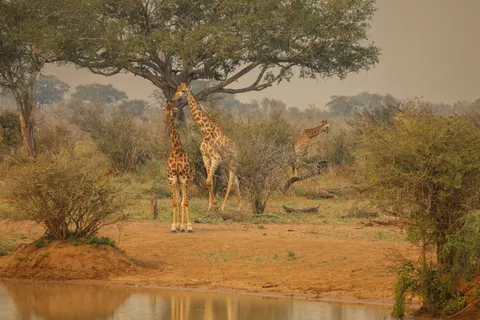 Sfondo Giraffa 4K · animals · 3840×2560