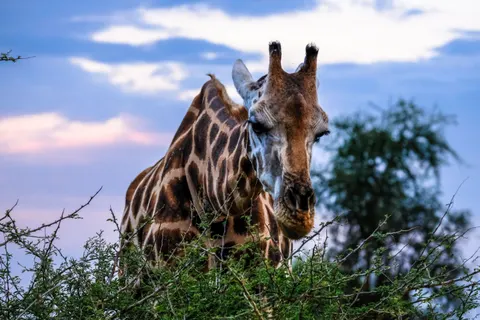 Fondo de pantalla Jirafa 4K · animals · 3840×2560