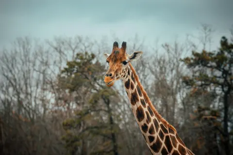 Giraffe 4K Wallpaper · animals · 3840×2560