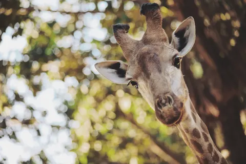 Sfondo Giraffa 4K · animals · 3840×2560