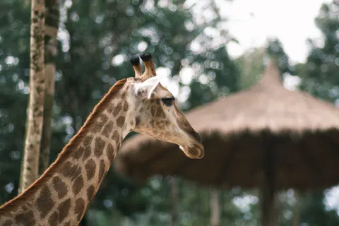 Giraffe 4K Wallpaper · animals · 3840×2560