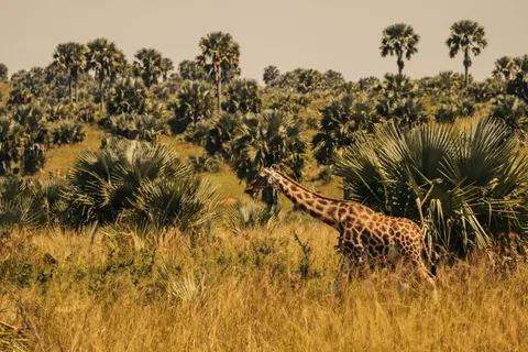 Giraffe 4K Wallpaper · animals · 3840×2560
