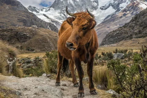 Machu Picchu 4K Wallpaper · travel · 3840×2560