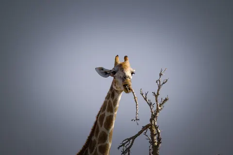 Sfondo Giraffa 4K · animals · 3840×2560