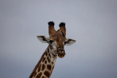 Giraffe 4K Wallpaper · animals · 3840×2561