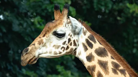 والپیپر زرافه با کیفیت 4K · animals · 3840×2161