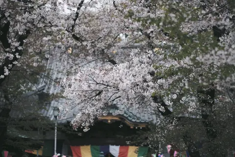 Kyoto 4K Wallpaper · travel · 3840×2560