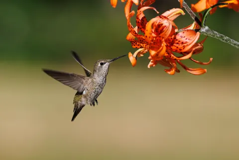 Kolibrie 4K-achtergrond · animals · 3840×2568