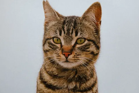 Cat 4K Wallpaper · animals · 3840×2560