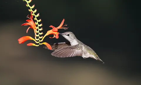 蜂鸟 4K壁纸 · animals · 3840×2317