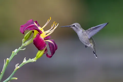 Hummingbird 4K Wallpaper · animals · 3840×2561