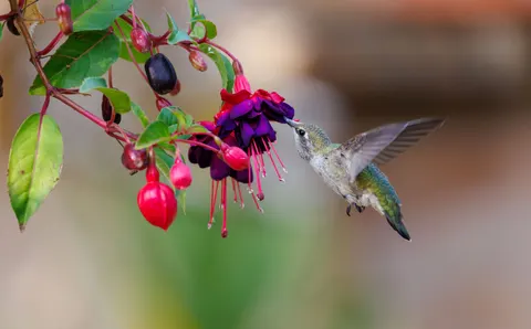 Kolibrie 4K-achtergrond · animals · 3840×2384