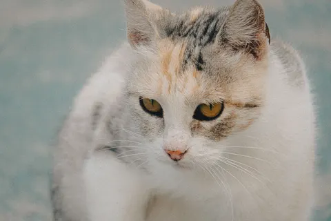 Cat 4K Wallpaper · animals · 3840×2560