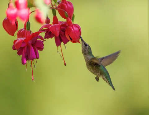 Kolibrie 4K-achtergrond · animals · 3840×2961