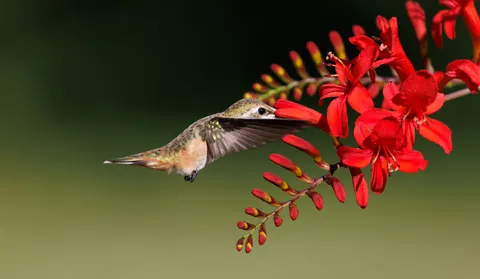 蜂鸟 4K壁纸 · animals · 3840×2233