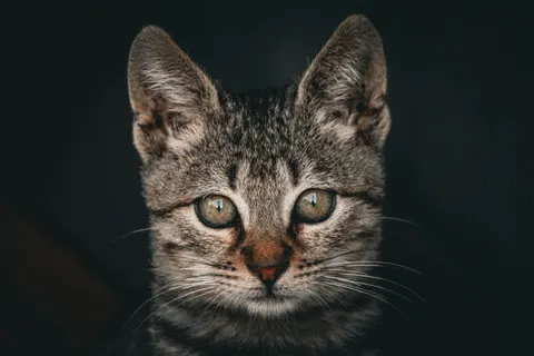 猫咪 4K壁纸 · animals · 3840×2560