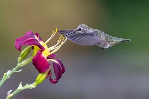 Kolibrie 4K-achtergrond · animals · 3840×2561
