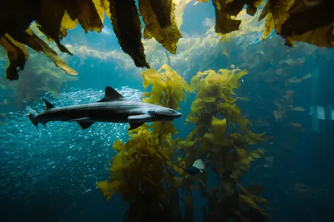 ディープブルー 4K壁紙 · underwater · 3840×2561
