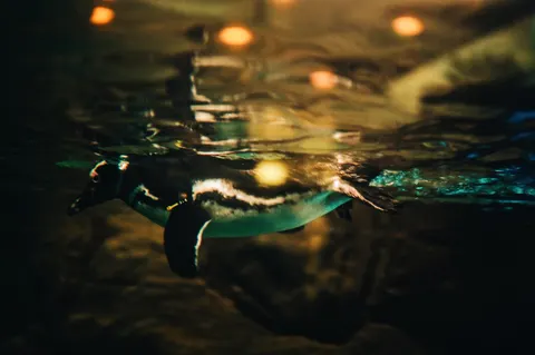 Swimming Turtle 4K Wallpaper · underwater · 3840×2555