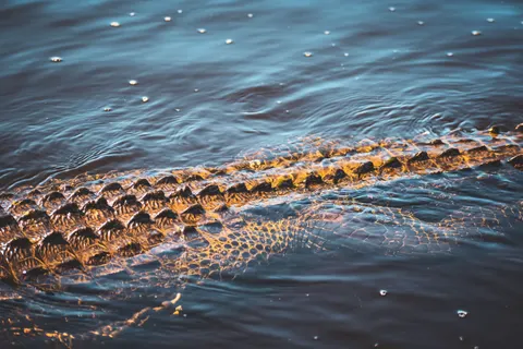 والپیپر لاک‌پشت شناگر با کیفیت 4K · underwater · 3840×2560