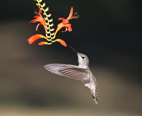蜂鸟 4K壁纸 · animals · 3840×3124