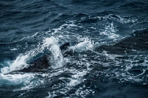 Wallpaper Penyu berenang 4K · underwater · 3840×2560