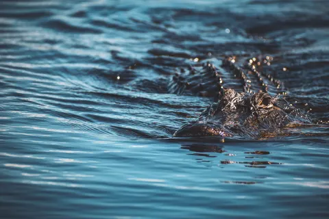 Fondo de pantalla Tortuga nadando 4K · underwater · 3840×2560