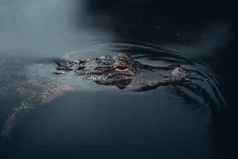 Fond d'écran Tortue nageuse 4K · underwater · 3840×2560