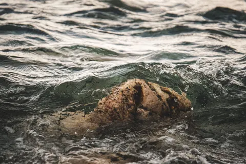 والپیپر لاک‌پشت شناگر با کیفیت 4K · underwater · 3840×2560