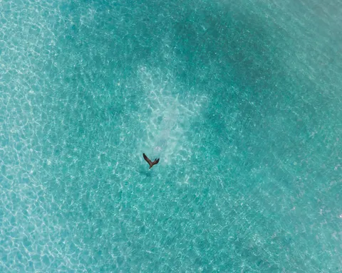 والپیپر لاک‌پشت شناگر با کیفیت 4K · underwater · 3840×3072