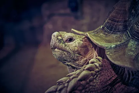 Fondo de pantalla Tortuga nadando 4K · underwater · 3840×2560