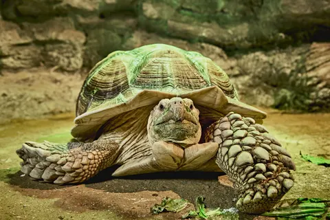 Zwemmende schildpad 4K-achtergrond · underwater · 3840×2560