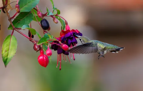 蜂鸟 4K壁纸 · animals · 3840×2442