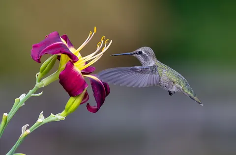 Kolibrie 4K-achtergrond · animals · 3840×2527