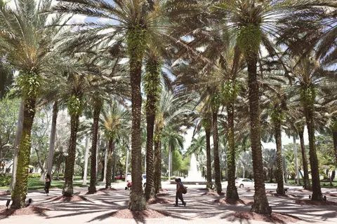 Palmiye Ağaçları 4K Duvar Kağıdı · tropical · 3840×2560