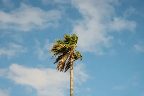 Sfondo Palme 4K · tropical · 3840×2560