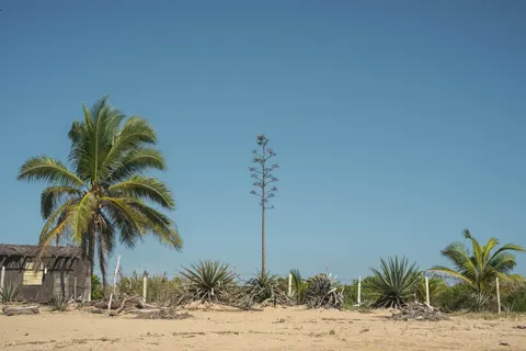 Fond d'écran Palmiers 4K · tropical · 3840×2560