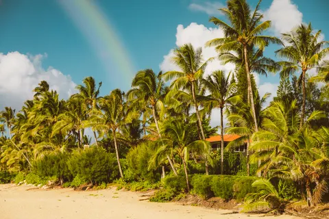 Wallpaper Pohon palem 4K · tropical · 3840×2560