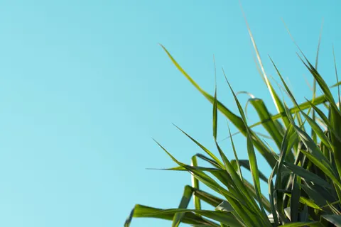 Fondo de pantalla Palmeras 4K · tropical · 3840×2560