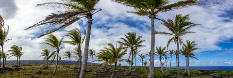 Palmen 4K Hintergrundbild · tropical · 3840×1286