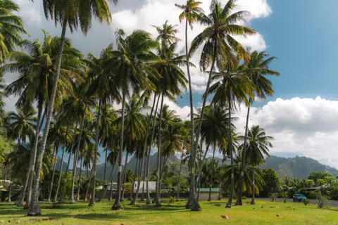 Palmen 4K Hintergrundbild · tropical · 3840×2560