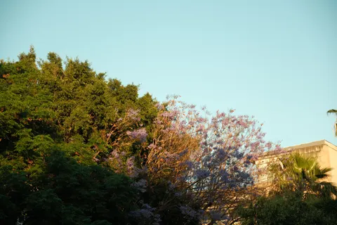 والپیپر درختان نخل با کیفیت 4K · tropical · 3840×2560