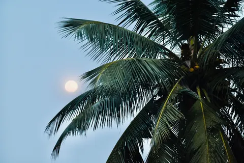 Palmen 4K Hintergrundbild · tropical · 3840×2560