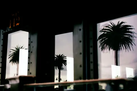 والپیپر درختان نخل با کیفیت 4K · tropical · 3840×2560