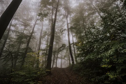 والپیپر جنگل تاریک با کیفیت 4K · dark · 3840×2560
