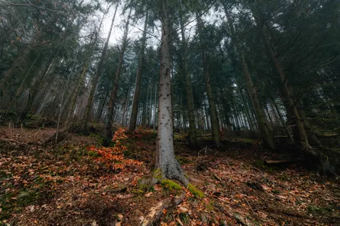 والپیپر جنگل تاریک با کیفیت 4K · dark · 3840×2560