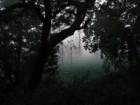 Donker bos 4K-achtergrond · dark · 3840×2880